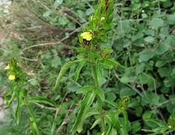 Image result for Justicia odora