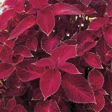 Just about every state has a university cooperative extension service that can provide a list of plants that are generally less popular with visiting deer. Vigoro 1 Gal Red Coleus Plant 8463 The Home Depot