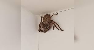 Check spelling or type a new query. Viral Photo Finds A Giant Spider In A Corner Of His House And Asks Social Networks What He Owes To It Facebook Cathy Cox Trends Social Networks