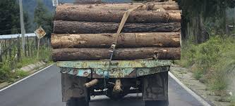 No hay una estimación exacta, pero se. Palabras Huecas Sobre La Deforestacion En Mexico Aristegui Noticias