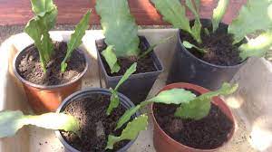 Christmas cacti, which belongs to the genus schlumbergera, is a popular. Growing Orchid Cactus Peacock S Tail Or Epiphylum With Photos Hubpages