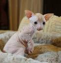 Sphynx Kittens For Sale by Reputable Breeders | Pets4You