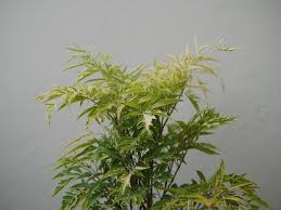 When all the plants are potted, water thoroughly to settle the soil and give plants a good start. Ming Aralia Stump Read All About It