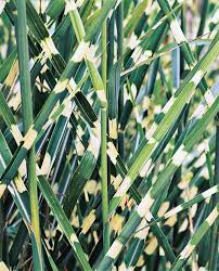 Image result for Miscanthus violaceus