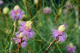 See more ideas about plants, planting flowers, purple flowering plants. Australian Native Purple Flowers Of The Wiry Honey Myrtle Melaleuca Stock Photo Picture And Royalty Free Image Image 150317317