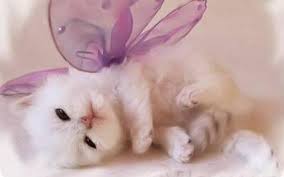 Find over 100+ of the best free cute kitten images. 47 Kitten Wallpapers Free Download On Wallpapersafari