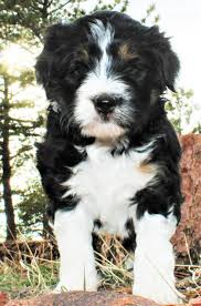 Border collie puppies for sale. Bordoodle Bordoodle Puppies