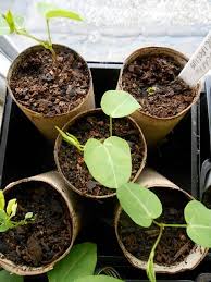 Image result for Psophocarpus lancifolius