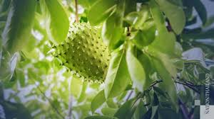 The existing treatment used invasive methods that destruct not only the cancerous cell but also impact the healthy cells. Soursop Leaves Not A Cure For Cancer Warn Doctors