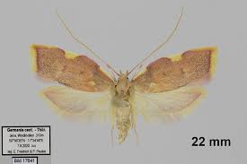 Image result for Acompsia subpunctella