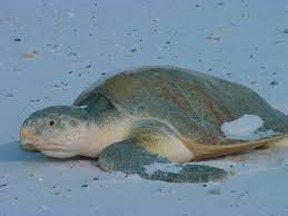 Kemp's ridley turtles are on a target of hunters because of their meat, shell and eggs (which are sold as aphrodisiac in some parts of the. Kemp S Ridley Sea Turtle Wikipedia