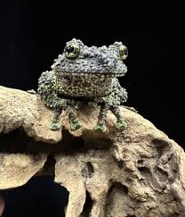 WC】ベトナムコケガエル 2匹 野外生体 アダルト 両生類