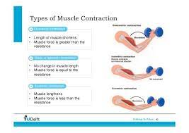 Muscular Strength The Type Of Contraction Affects Muscle Strength Eccentric Contractions Are The St Eccentric Contraction Human Muscle Anatomy Muscle System