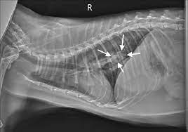 Lung cancer symptoms during the early stages of the disease, lung cancer will manifest itself as a common feline upper respiratory infection. Image Gallery Primary Metastatic Tumors Part 1 Clinician S Brief