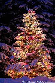 Christmas Tree Outdoor Christmas Tree Outdoor Christmas Christmas Tree Lighting