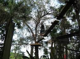 Treetop Trek Aerial Adventures Brevard Zoo Melbourne Fla Trip Advisor Brevard Zoo Melbourne Tourist Attractions