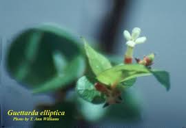 Image result for Guettarda