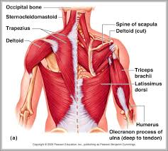 The muscles of the back that work together to support the spine, help keep the the back muscles can be three types. Back Muscles Chart Superficial Back Muscles Anatomy Geeky Medics Within This Group Of Back Muscles You Will Find The Latissimus Dorsi The Trapezius Levator Scapulae And The Rhomboids