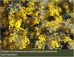 نتیجه جستجوی لغت [acacia] در گوگل