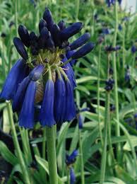 Image result for Agapanthus inapertus