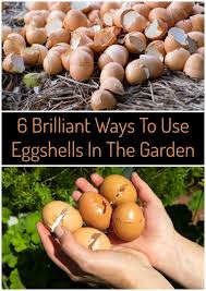 6 Brilliant Uses For Eggshells In Your Garden Egg Shells In Garden Egg Shells Organic Vegetables