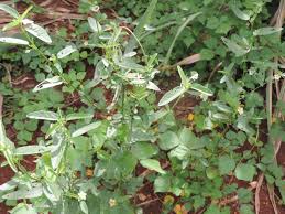 Image result for Sida spinosa