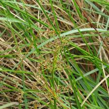 Image result for Cyperus denudatus