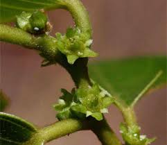 Image result for Bridelia micrantha