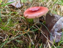 Image result for Russula mariae