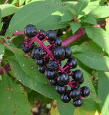 This makes for some beautiful combinations. Free Photo Purple Berries Berries Plant Pretty Free Download Jooinn