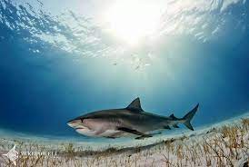 Tiger Shark Shark Attack Deep Sea Creatures Bull Shark