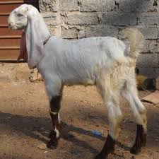 Find trusted sojat goat supplier and manufacturers that meet your business needs on exporthub.com qualify, evaluate, shortlist and contact sojat goat companies on our free supplier directory and product sourcing platform. Sojat Goat Rajasthani Sojat à¤¸ à¤°à¤œà¤¤ à¤¬à¤•à¤° à¤¸ à¤œà¤¤ à¤¬à¤•à¤° à¤¸ à¤œà¤¤ à¤— à¤Ÿ Sushila Goat Farm Moradabad Id 19412438673