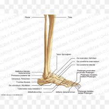 Most relevant best selling latest uploads. Bone Foot Human Leg Joint Others Angle Foot Limb Png Pngwing