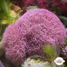 Image result for Gymnosporia oxycarpa