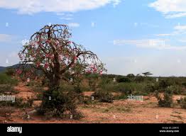 Image result for Tinnea aethiopica