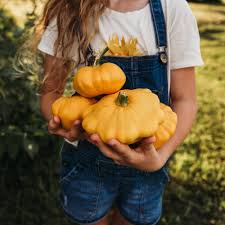 Image result for Scepocarpus trinervis