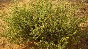 Image result for Salsola kali