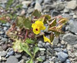 Image result for Anthospermum whyteanum × welwitschii