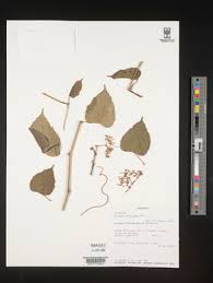 Image result for Cissus petiolata