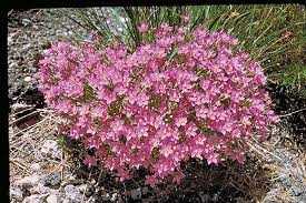 Birthday, love and romance, sympathy, get well, congratulations Wildflowers Of Texas Texas Highways