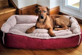The best dog beds for large and small dogs, including cozy orthopedic beds for older dogs, durable beds for chewers and puppies, cooling, warming, and more. The Importance Of Choosing The Right Calming Dog Bed For Your Pet How Important