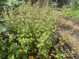 Image result for Fagopyrum esculentum