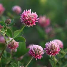 Pin Ot Polzovatelya Archiebaer Na Doske Natur Lugovye Cvety Klever Cvetochnye Kartiny