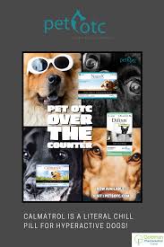 How to make such a difficult decision to euthanize your pet? How To Euthanize A Dog With Over The Counter Drugs Arxiusarquitectura