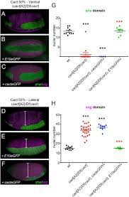 Transfer the isolated ovaries to a 1.5 ml tube collect embryos from the agar plate using a small paintbrush and place them in the partially immersed basket. A Novel Function For Cactus Ikb Inhibitor To Promote Toll Signals In The Drosophila Embryo Biorxiv