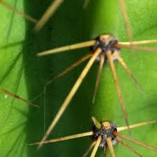Cbwinters, the left side of each taller cactus is more affected and the cactus on the left is the most affected. Pdf Extrafloral Nectaries In Cacti