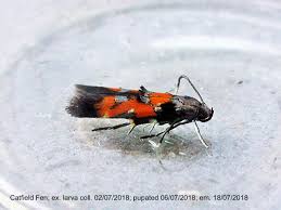 Image result for Mompha miscella