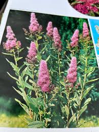 Image result for Spiraea billardii