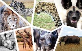 Top 8 Kenya Safari Animals And Where To See Them Kenya Safari Safari Animals Wildlife Tour