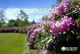 This large, dense, broadleaf evergreen rhododendron thrives in cooler regions. Rhododendron Brochure English Van Den Berk Nurseries By Van Den Berk Nurseries Issuu